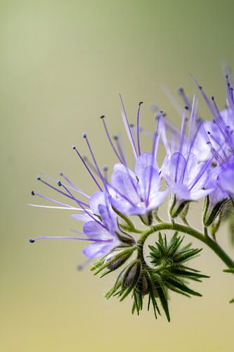 Phacelia