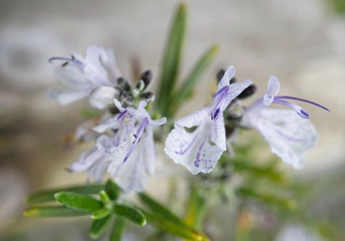 Fleur de romarin Macro -0420