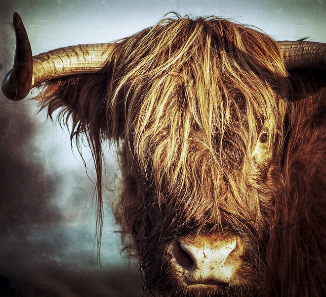 Schotse Hooglander One Eye van Maneschijn FOTO