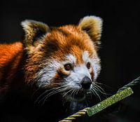 Roter Panda mit schwarzem/dunklem Hintergrund