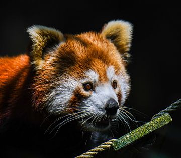 Rode panda met zwarte/donkere achtergrond van Fearless Photography