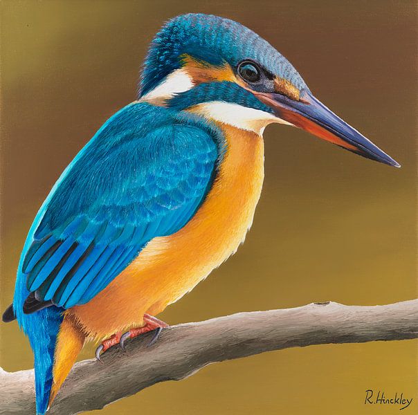 Ijsvogel portret schilderij van Russell Hinckley
