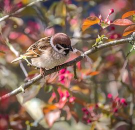 Field sparrow collects material for its nest