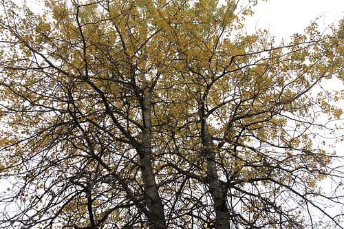 l'automne comme il se doit