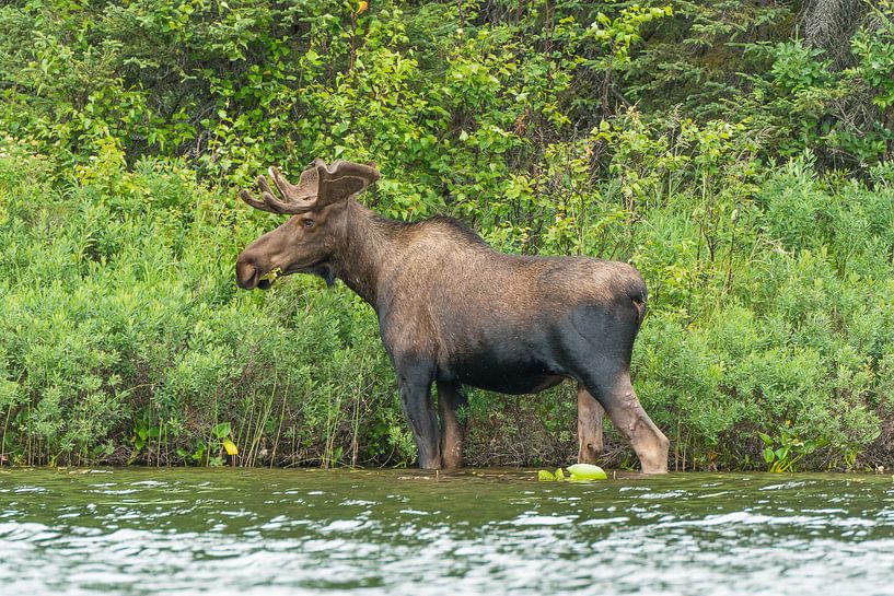 Moose in water by Denis Feiner