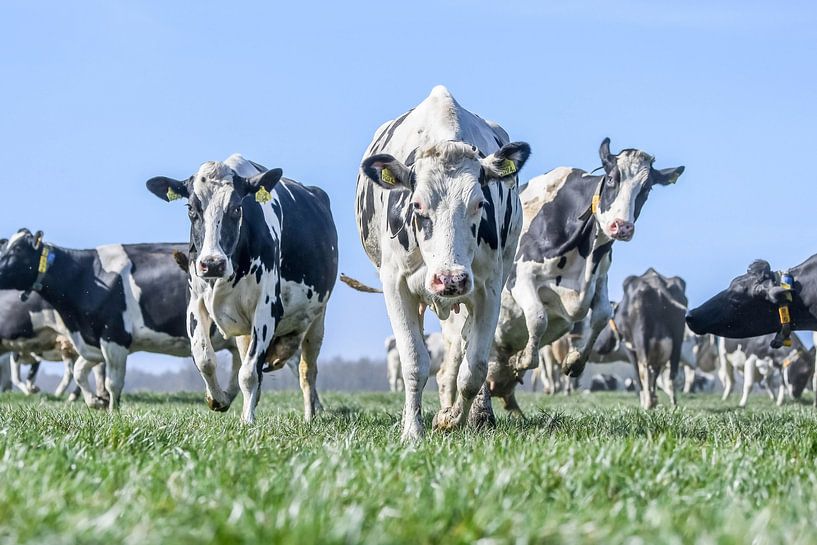 Vache par Vera van Praag Sigaar