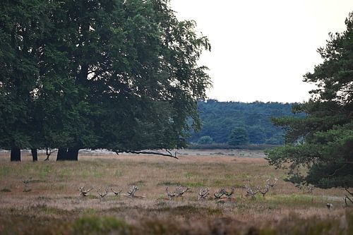 Les cerfs rouges ruminent en paix