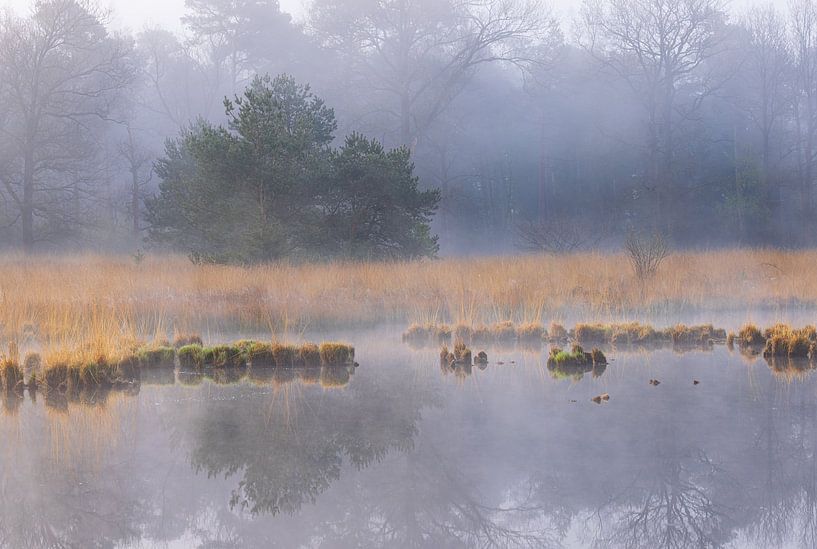 Fog during sunrise Dwingelderveld - Zandveen (Drenthe) Netherlands by Marcel Kerdijk