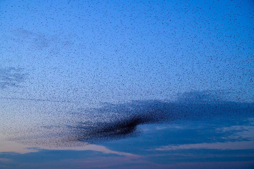 Starling murmuration during sunset at the end of the day by Sjoerd van der Wal Photography