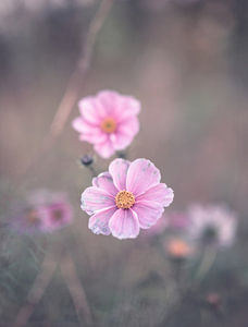 Blumen Teil 231