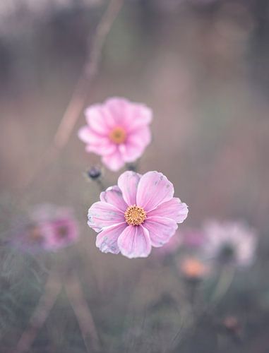 bloemen part 231