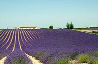 Lavender fields in Provence by Willem Holle WHOriginal Fotografie thumbnail