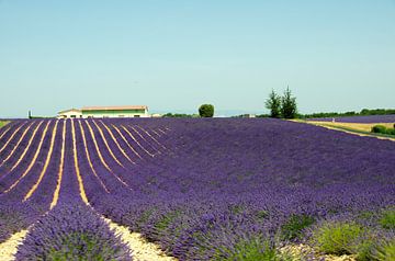Les champs de lavande en Provence