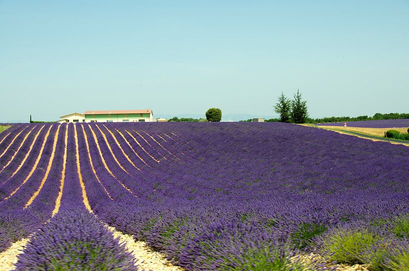 Lavender fields in Provence by Willem Holle WHOriginal Fotografie