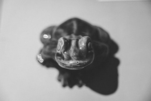 Het Museum van Launceston: Een Venster op Tasmanië's Verleden