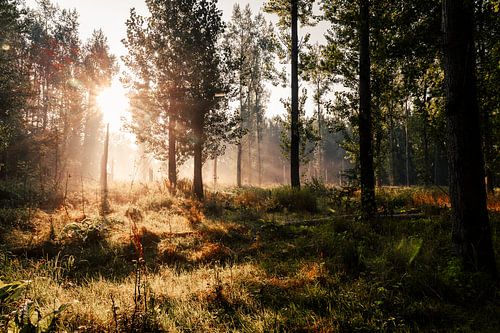 Lever de soleil dans le Bos Leeuwarder