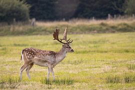 Damhirsche auf der Lauer von Louise Poortvliet