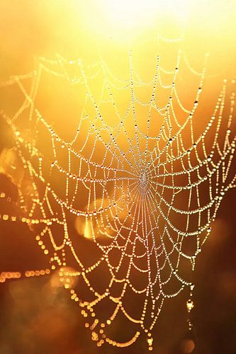 Spinnenweb in ochtendlicht