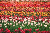 Feld voller holländischer Tulpen in allen Farben von Simone Janssen Miniaturansicht