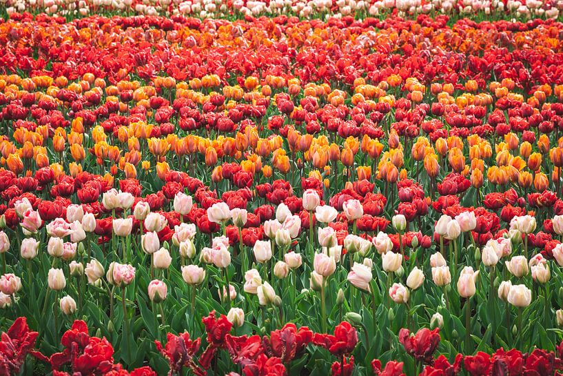 Feld voller holländischer Tulpen in allen Farben von Simone Janssen