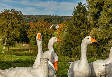 Nieuwsgierige ganzen in Epen Zuid-Limburg van John Kreukniet