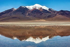 Die Laguna Colorada im Altiplano in Bolivien