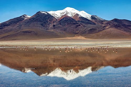 La Laguna Colorada dans l'Altiplano en Bolivie