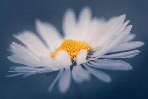 Macro of spring daisy flower with white petals on art canvas bac by Jelena Jovanovic Fine Art