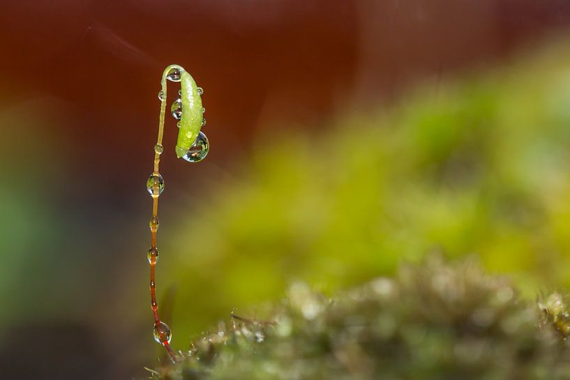 Dew drops van Irene Lommers