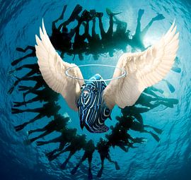 sting fish by Dray van Beeck