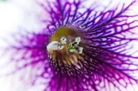 Petunia