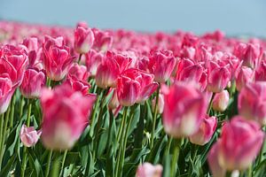 Champ de bulbes en fleurs sur Rob Donders Beeldende kunst