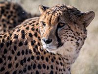 cheetah close up, Namibia