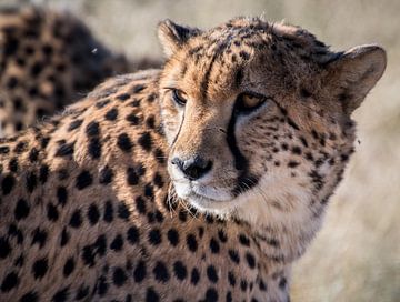 cheetah close up, Namibia van Steven Symoens
