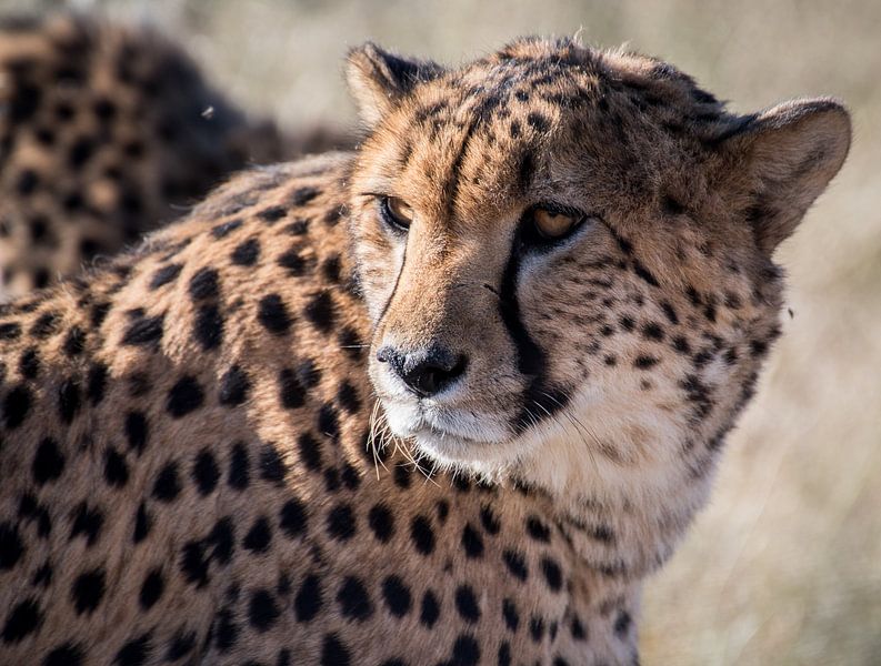 cheetah close up, Namibia by Steven Symoens