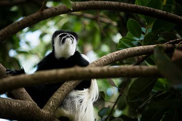 Singe colobe sur Rogier Muller