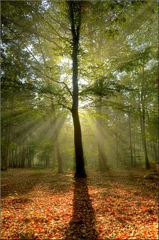 Guten Morgen, Sonnenschein!