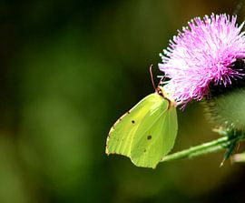 butterfly by kimberley marley