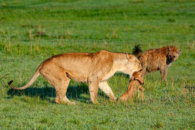 Hyaena speculate by Peter Michel