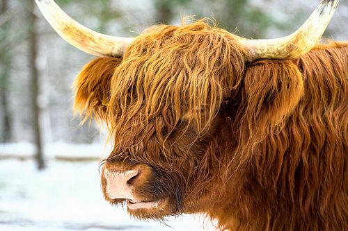 Schotse Hooglander in de sneeuw tijdens de winter