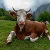Alpen cows at Königssee in Berchtesgadener Land van Maurice Meerten