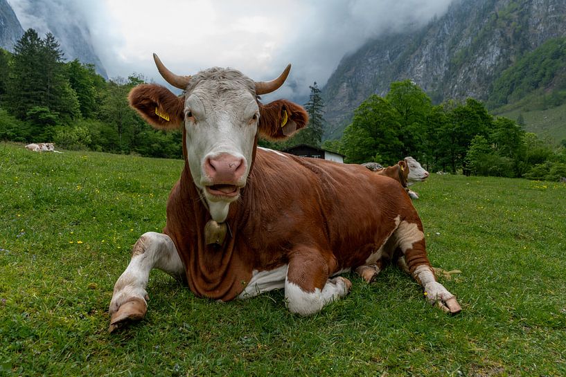 Alpen cows at Königssee in Berchtesgadener Land von Maurice Meerten