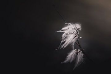 Feather branch dark & moody van Sandra Hazes