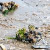Foto van een aangespoelde mossel op het strand van Kristof Leffelaer