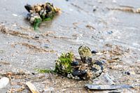Foto van een aangespoelde mossel op het strand