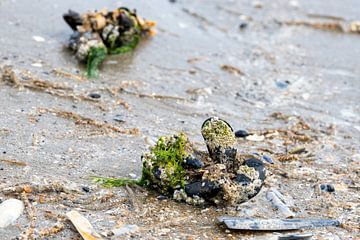 Foto einer an den Strand gespülten Muschel von Kristof Leffelaer