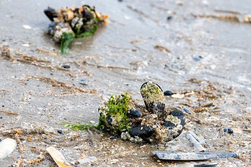 Foto van een aangespoelde mossel op het strand