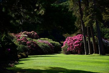 Tant de rhododendrons sur Frank's Awesome Travels