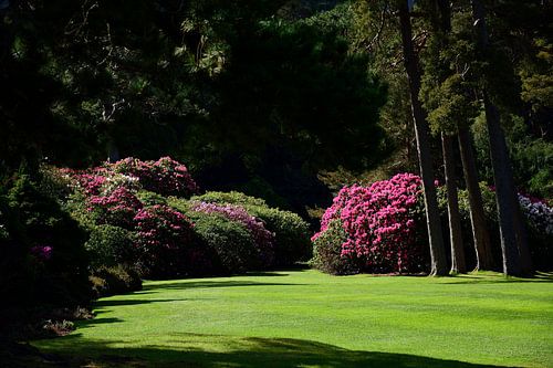 Zoveel rododendrons
