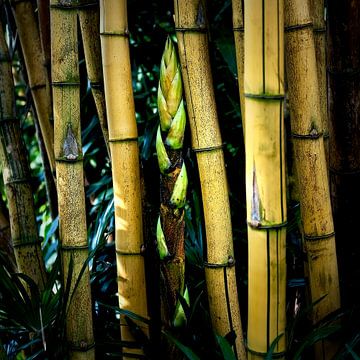 Bambou sur Wim Schuurmans